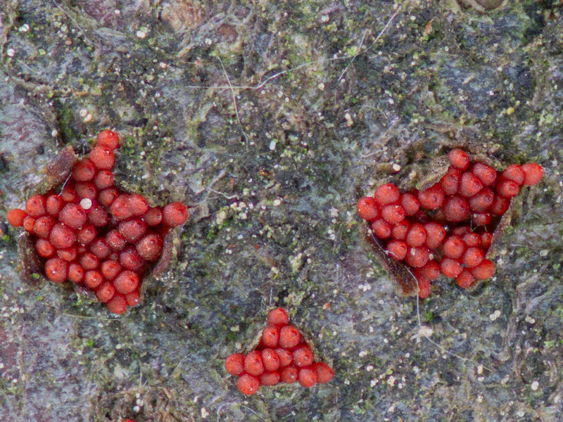 Nectria coccinea